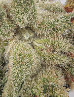 AMNESIA Kush (GlassHouse)